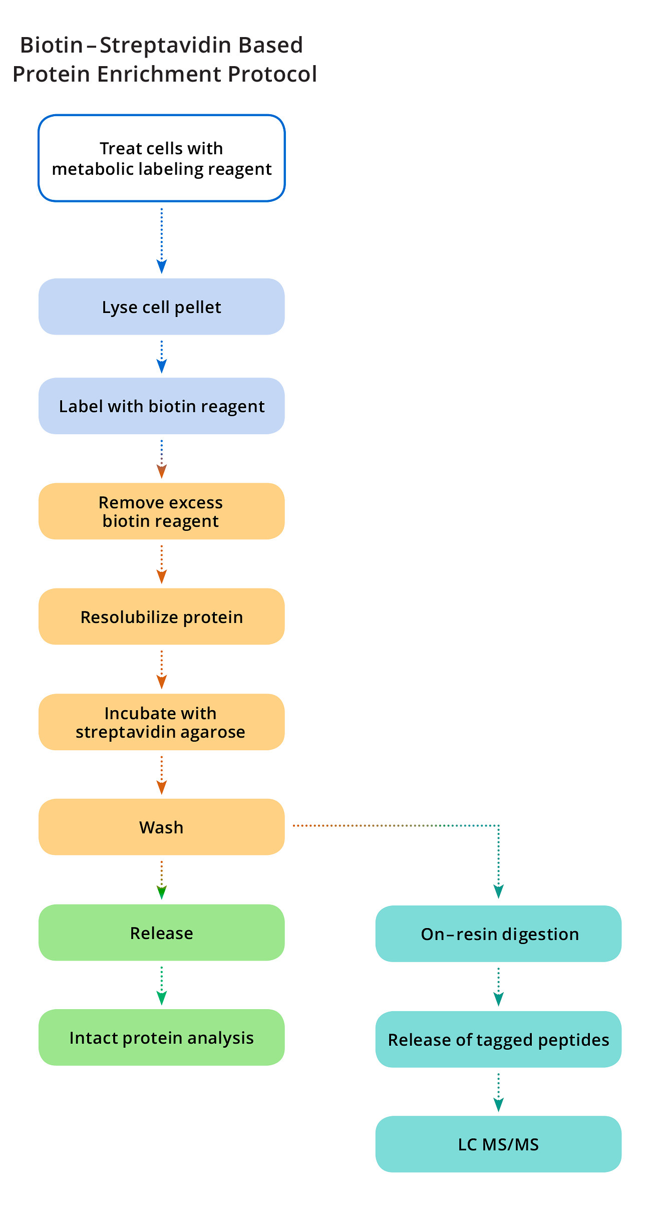 Schematic Workflow