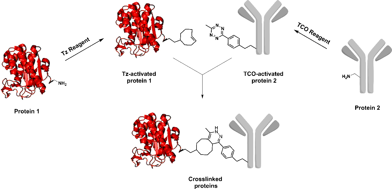 workflow of protein-protein conjugation