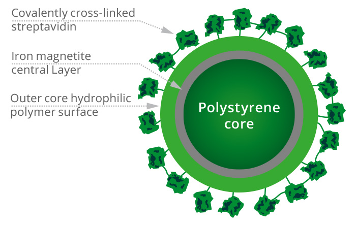 Magnetic Beads structure
