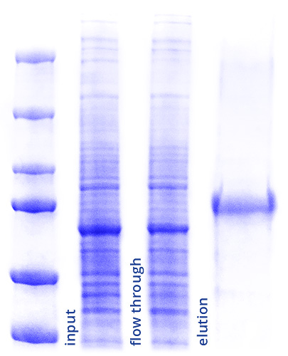 sample of Streptavidin Magnetic Beads Performance